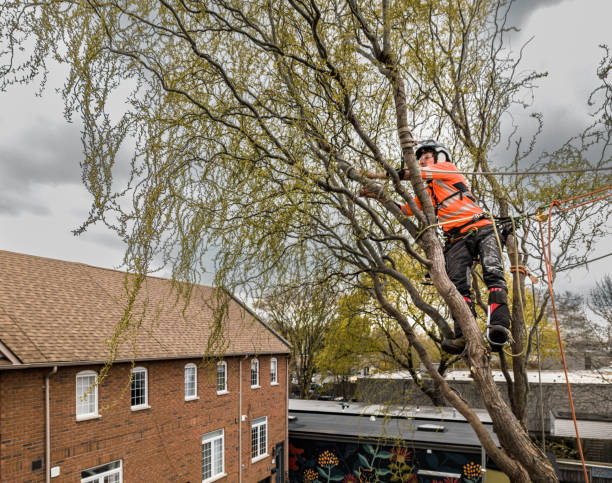 istock Young man climbing and cutting the tree in urban back yard 1485163129