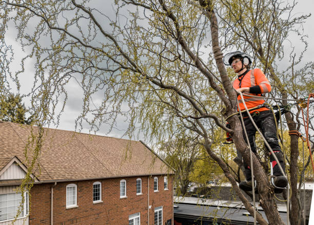 istock Young man climbing and cutting the tree in urban back yard 1485163131