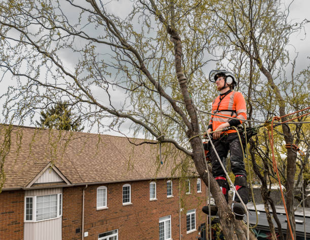 istock Young man climbing and cutting the tree in urban back yard 1485163160