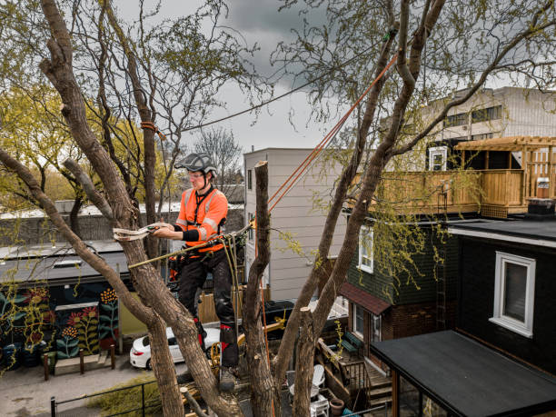 istock Young man climbing and cutting the tree in urban back yard 1485163206