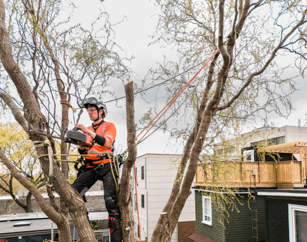 istock Young man climbing and cutting the tree in urban back yard 1485163209
