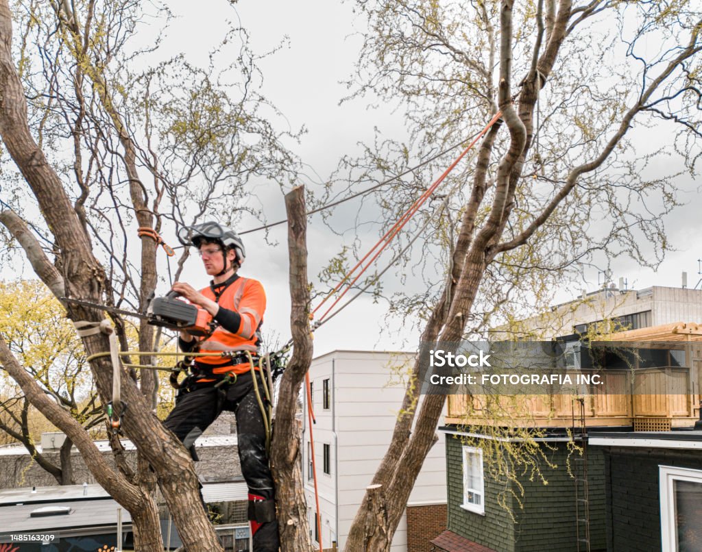 Young man climbing and cutting the tree in urban back yard Young man climbing and cutting the tree in urban back yard. He is dressed in casual clothes and wearing full protection and climbing gear. Urban back alley back yard during the day in the spring. View from the drone point of view. Tree Stock Photo