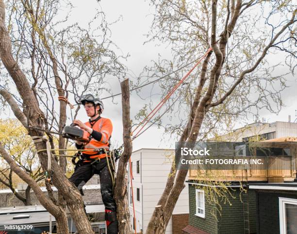 Young Man Climbing And Cutting The Tree In Urban Back Yard Stock Photo - Download Image Now