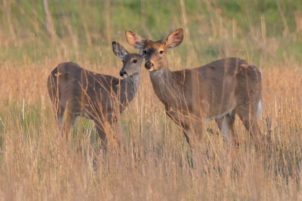 istock Male and Female Deer 1485164263