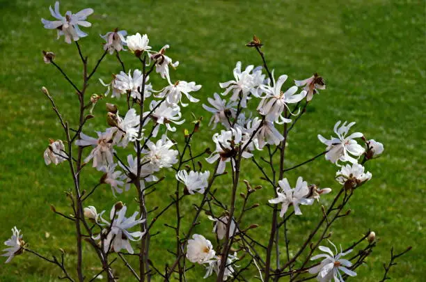 Twig with white bloom and leaves of magnolia tree at springtime in garden, Sofia, Bulgaria