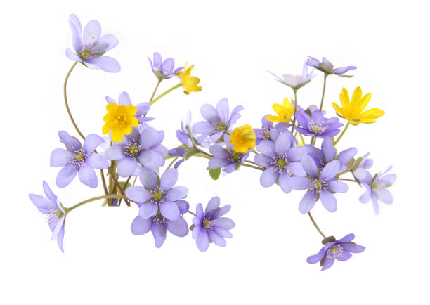 Border of blue yellow wild forest flowers liverwort and lesser celandine or pilewort.