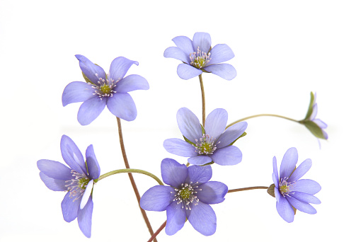 Blue violet wild forest flowers liverwort.