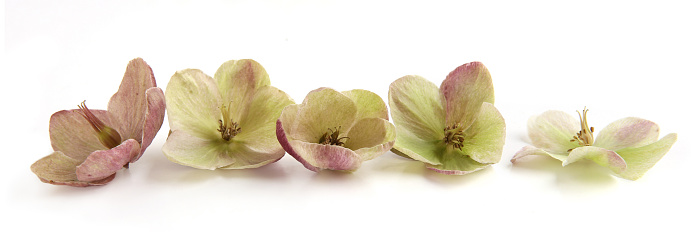 Evergreen flower Hellebore, Christmas rose, blooms in winter outdoors when the weather is cold and snow.