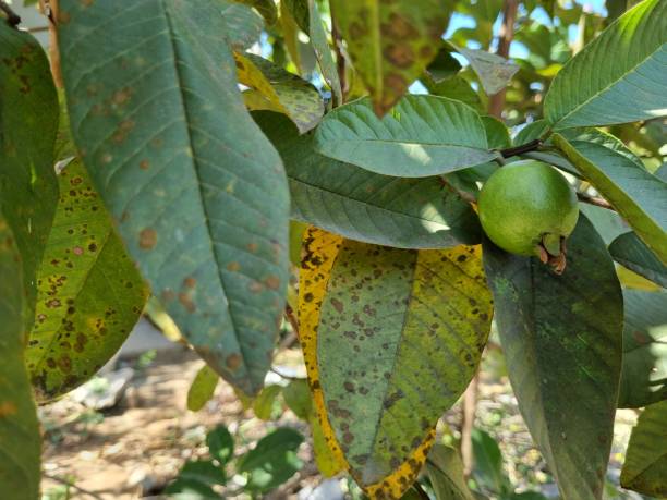 istock Ripe Tropical Fruit Guava on Guava Tree. Psidium Guajava 1485167485