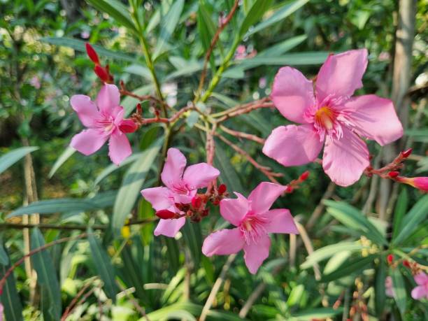 istock Blooming pink oleander flowers or nerium in garden. Selective focus. 1485167856