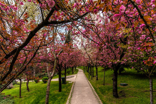 アンカラのディクメン公園の桜の木 - formal garden garden path bench flower ストックフォトと画像