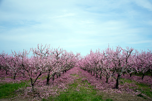 A peach orchard is filled with blooms in spring after a light pruning.
