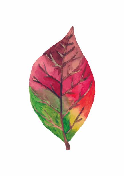 istock Watercolor colorful and bright drawing autumn leaf isolated on white background 1485170027