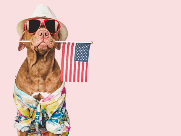 istock Charming brown puppy, sun hat and American flag 1485170067