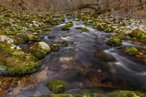 Bohinj Bistrica river with spring in north fresh Slovenia in nice spring forest