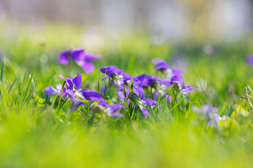 Forget-me-not blurred flower macro on green blur nature background. Velvet violet trendy color 2022. Spring flower banner concept