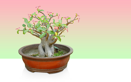 beautiful pink and red adenium tree in brown and orange clay pot on white floor, gradient pink and yellow background, nature, object, decor, vintage, copy space