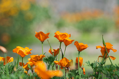 California wildflowers, California poppy, spring in Orange County - California