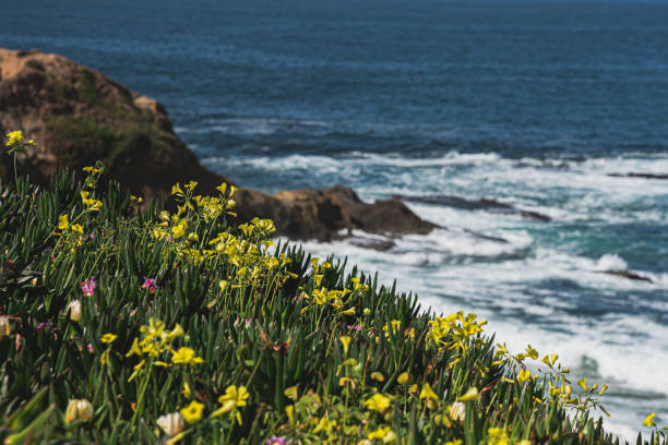 View of Pacific Ocean, flowers and mountain