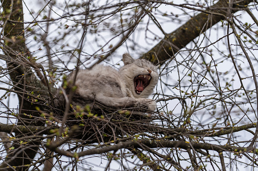 Gray street cat yawns and resting in a bird's nest on a tree in spring time, close up