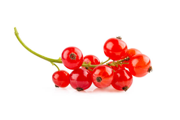 istock Ripe red currant berries on white background. Bunch of redcurrants in close-up. 1485173392