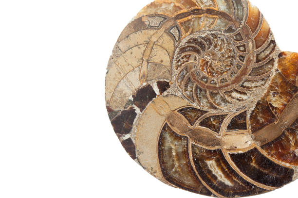 istock prehistoric fossil section of an ammonite 1485173646