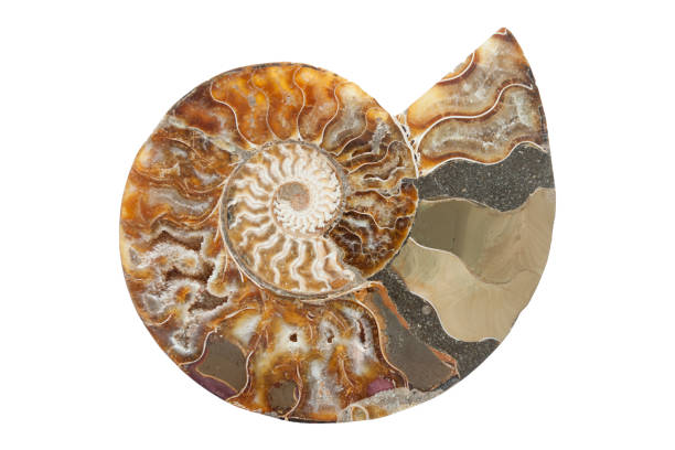 istock prehistoric fossil section of an ammonite 1485173682