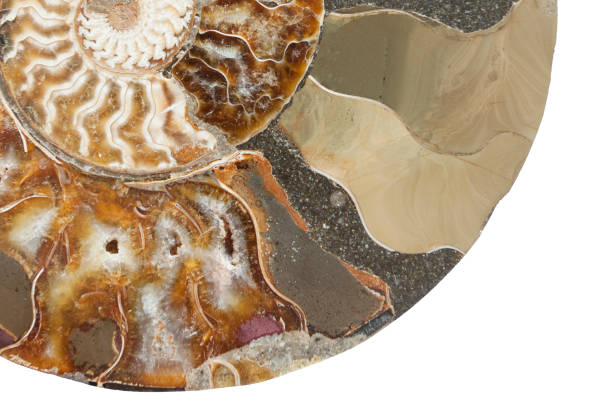 istock prehistoric fossil section of an ammonite 1485173763