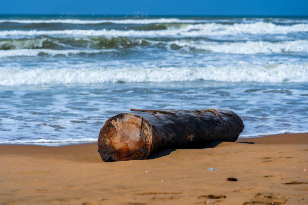 Large cylindrical tree trunk lies on the sun-gilded beach in front of an intensely blue rough sea