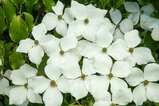 Cornus kousa - Chinese flower dogwood tree