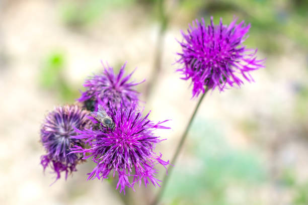 Blooming bright pink flower with honey bee gathering nectar on summertime. Close up view, macro. Greater knapweed also known as \