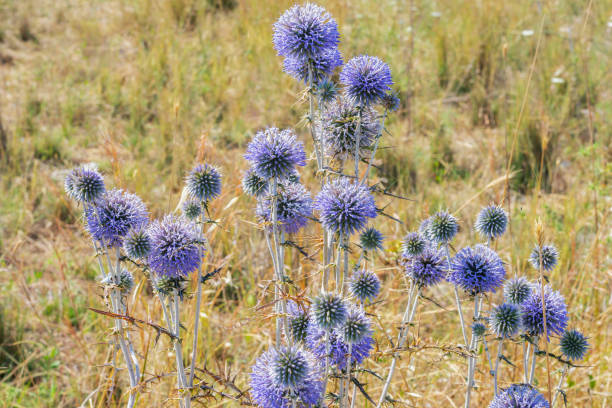 A big bright purple spheric flowers also known as "echinops ritro" and gathering a pollen. A big bright purple spheric flowers also known as "echinops ritro" and gathering a pollen. thorn bush stock pictures, royalty-free photos & images
