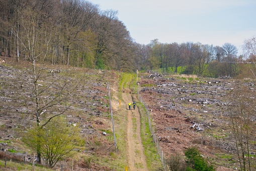 Landscape with significant environmental damage, felled trees, drought