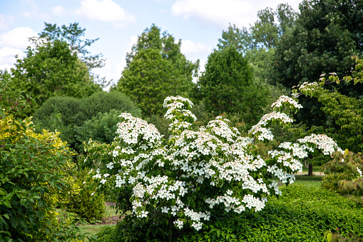 Cornus kousa - Chinesischer Blumenhartriegelbaum