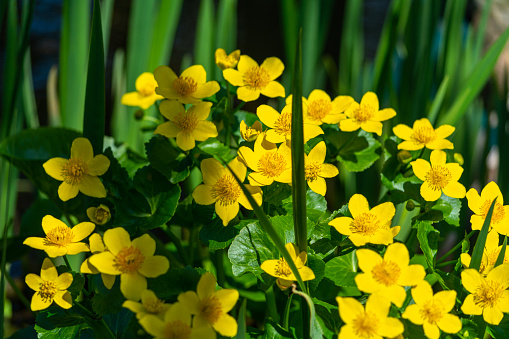 Caltha palustris are widely known meadow plants. They overgrow watercourses and wetlands.