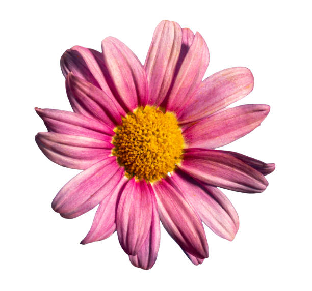 istock Daisy with pink petals i 1485177515