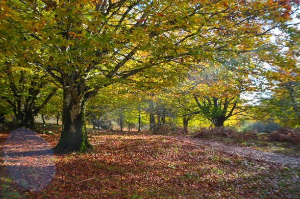 The Beech Enchanted Forest, in the Sierra de Urbasa, Navarra, Spain. A large tree receives the rays of light.