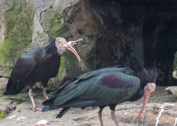istock Geronticus eremita - Northern Bald Ibis Eating a Mouse in Northern Africa 1485179169