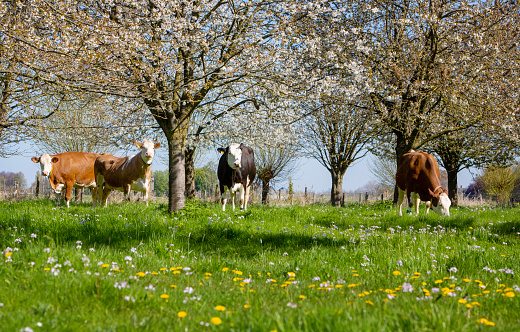 spotted cows in green grass between blossoming fruit trees in orchard near tiel in holland