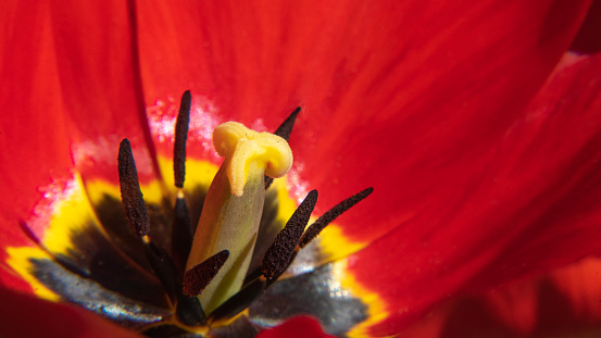 Stamen of tulip in macro
