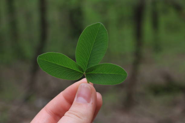 istock Green plant with big leaves 1485180574
