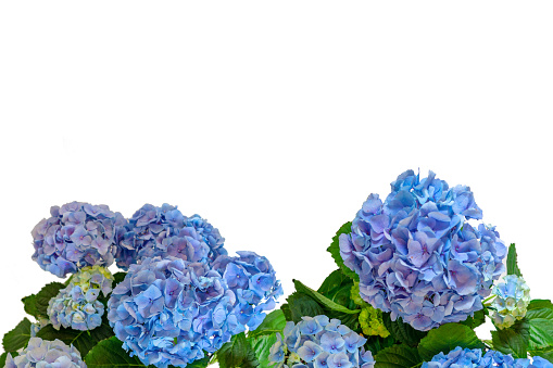 beautiful vibrant blue isolated hortensia Hydrangea flower frame .