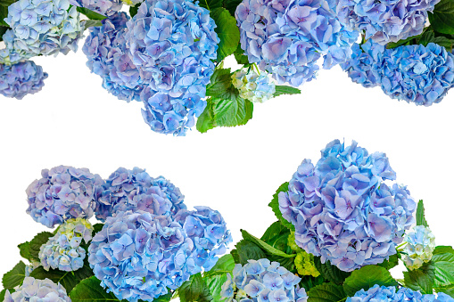 beautiful vibrant blue isolated hortensia Hydrangea flower frame .