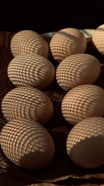 istock chicken eggs yellow background black background brown background 1485182546