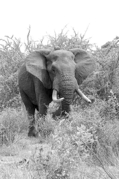 istock Black and white bull elephant with ears out 1485183930