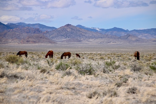 Nevada desert wild horses herd