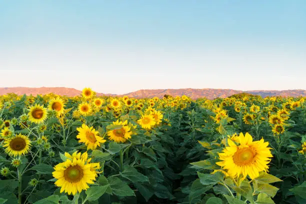 A bright yellow field of sunflowers showing their brilliant yellow blossoms at sunset in Yolo County, California.