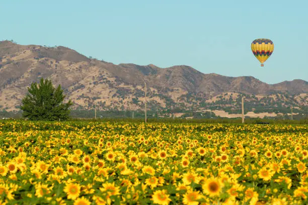 A hot air balloon floats over bright yellow flowers in a sunflower field in Yolo County California.