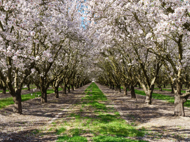 un túnel de coloridas flores de almendro - stanislaus county fotografías e imágenes de stock