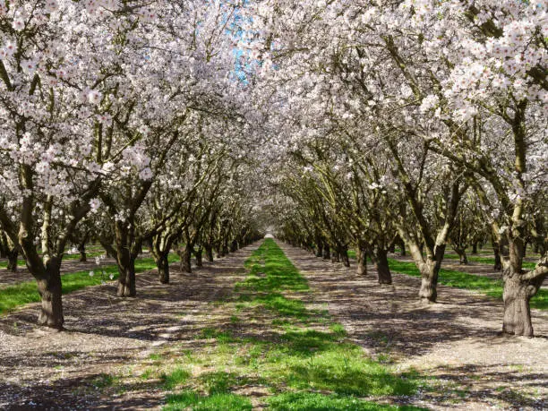 Looking down a row of almond trees in full bloom. Pink and white almond blossoms form a colorful canopy against a bright blue sky in Modesto, California